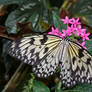 Butterfly on Pink Flowers