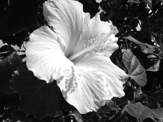 Hibiscus