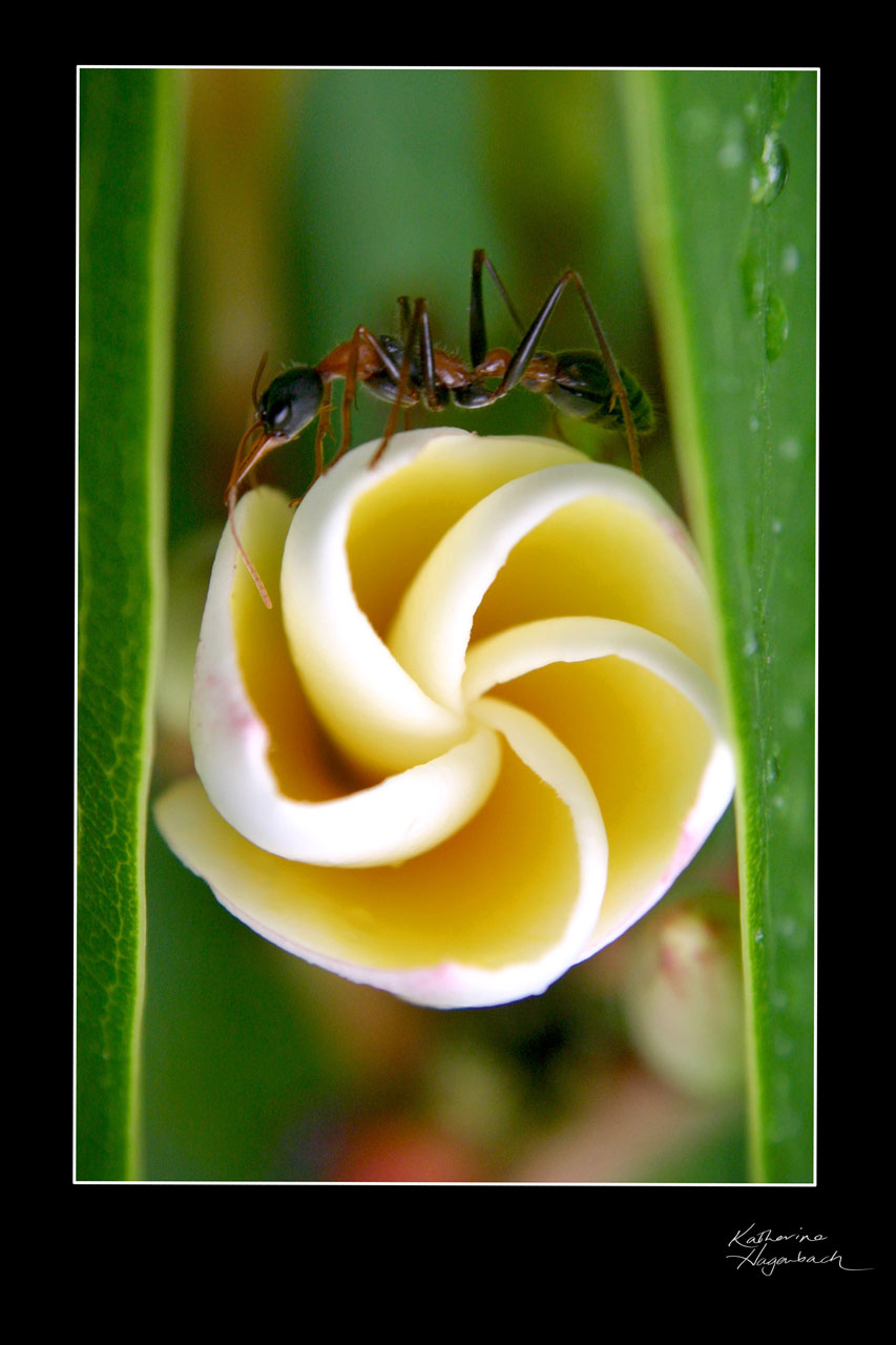 Ant on Frangipani by amorphouskat on DeviantArt