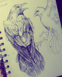 Crow Studies 1