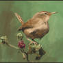 Wren