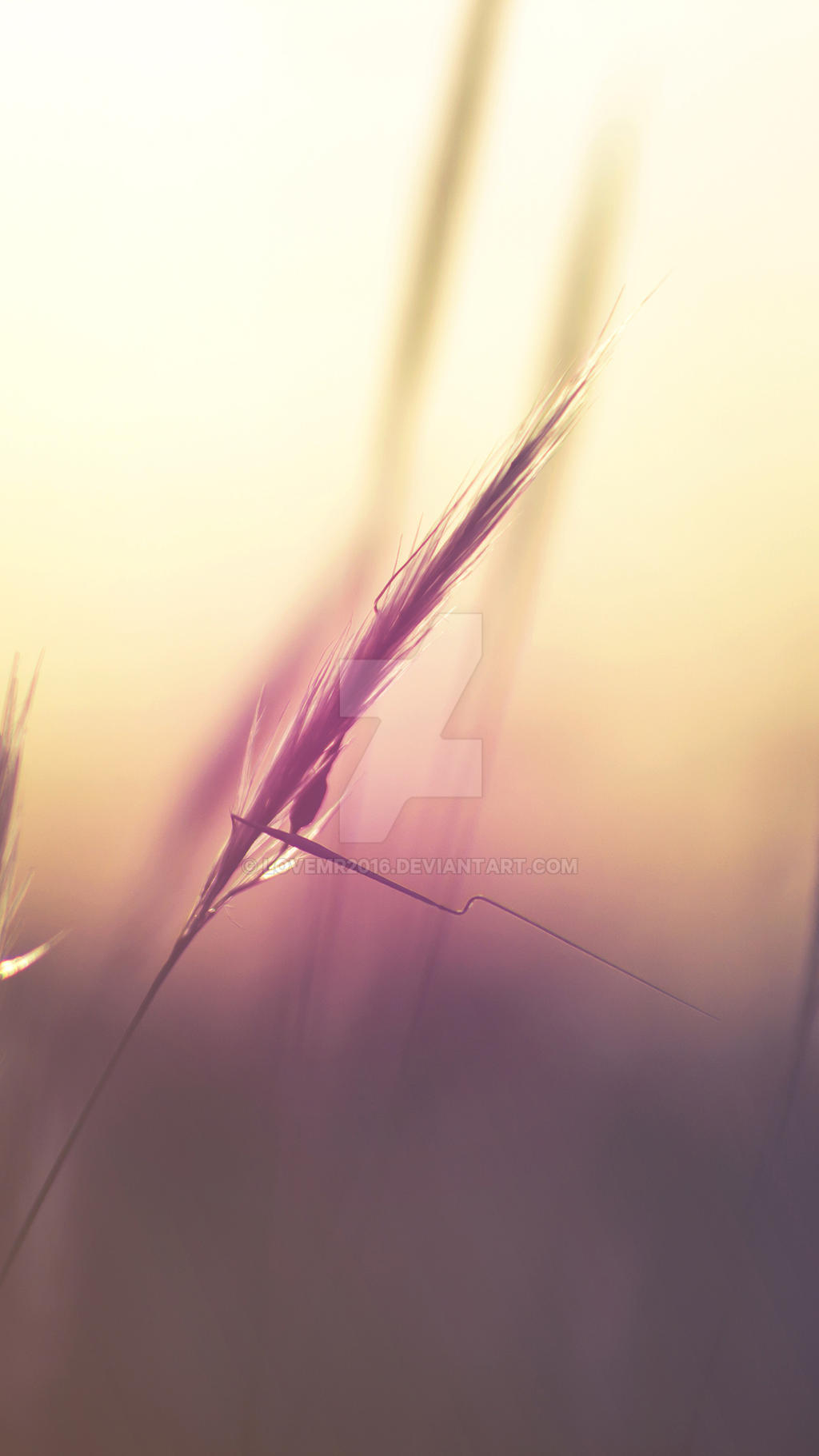 Macro Wallpapers Sony Xperia X Performance By Lovemr16 On Deviantart Macro Wallpapers Sony Xperia X Performance By Lovemr16 On Deviantart