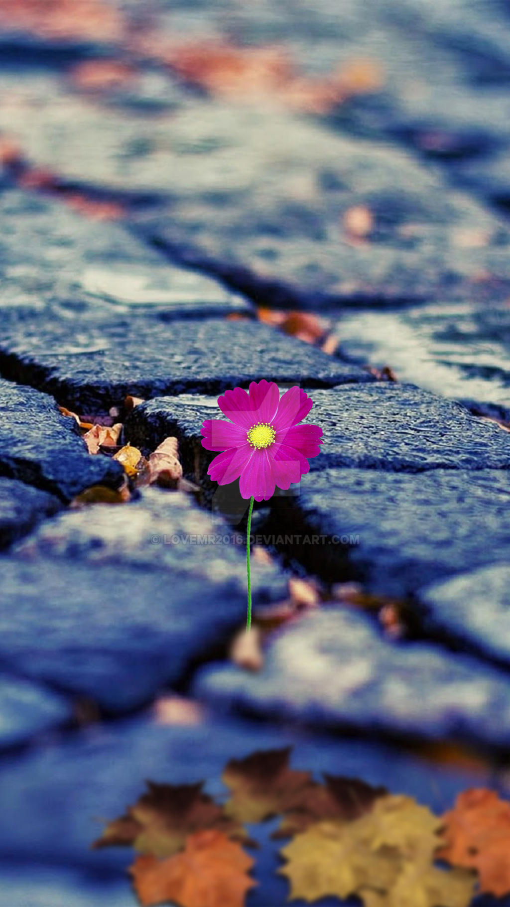 Flower Wallpapers Sony Xperia X Performance By Lovemr16 On Deviantart Flower Wallpapers Sony Xperia X Performance By Lovemr16 On Deviantart