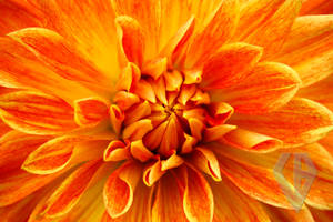 orange flower