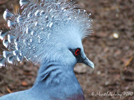 Victoria crowned pigeon II