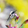 Bombylius major