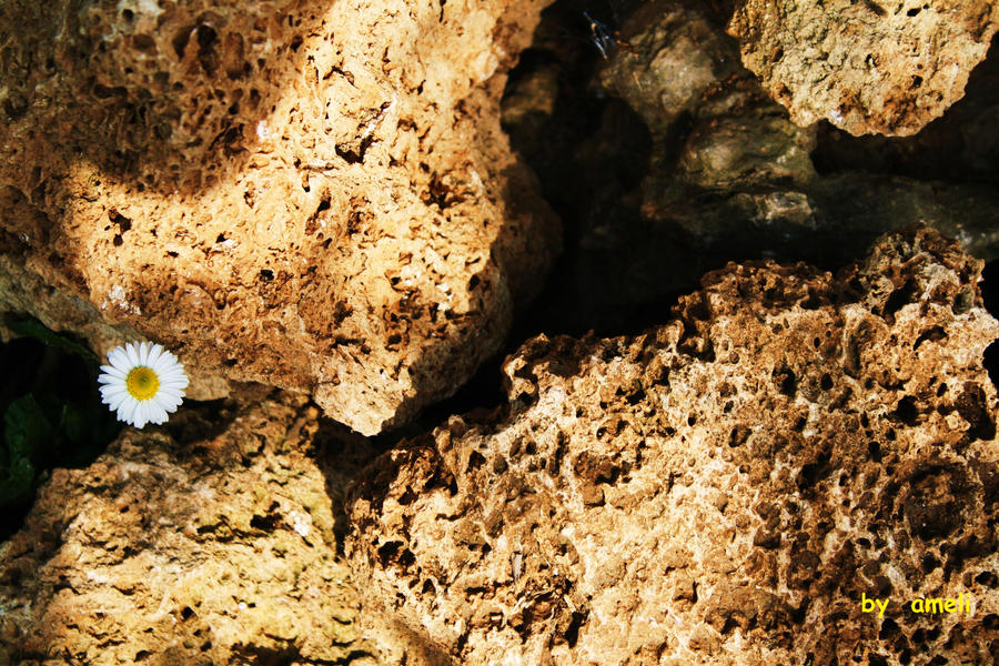 life in rocks.. by ameli14 on DeviantArt