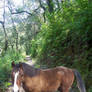 Arabian Youngster On Trail