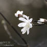 Magnolia stellata