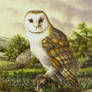 Barn Owl with Woodmouse