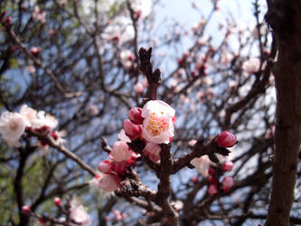 cherry tree  April 2010