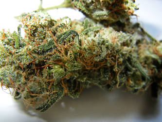 NYC Diesel Macro Shot by KaylaBurger