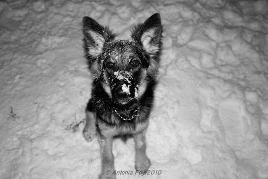 Rosie in the snow