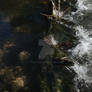 Trout stream, weir close fast shutter