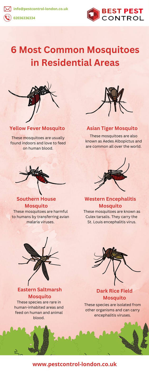 What Are The 6 Types Of Most Common Mosquito By Mavericmansoon On what-are-the-6-types-of-most-common-mosquito-by-mavericmansoon-on