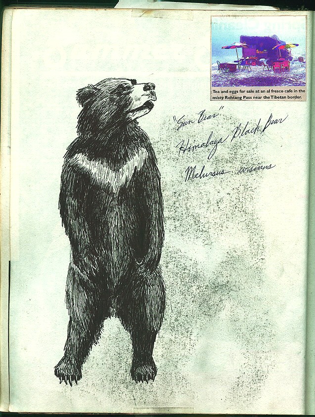 Sketchbook - Sun Bear