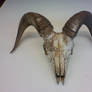 Bighorn Skull 1
