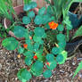 Nasturtium