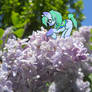 In the lilacs