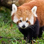 Red Panda