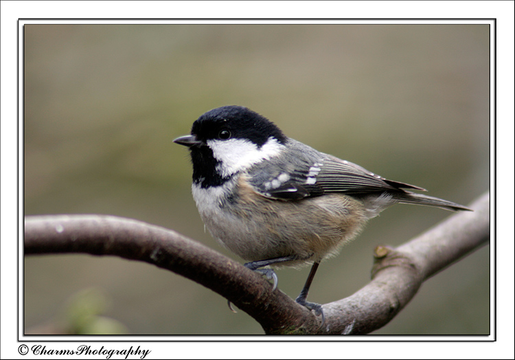 Coaltit