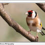 Another Goldfinch