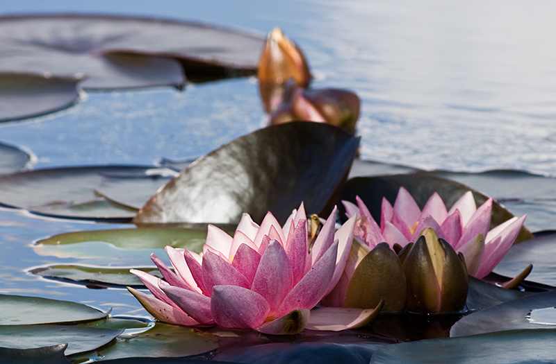 Water lily