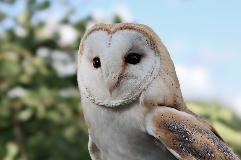 Barn Owl