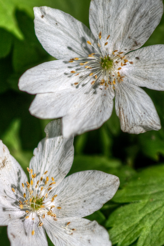 HDR flowers