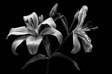 Lillies in mono