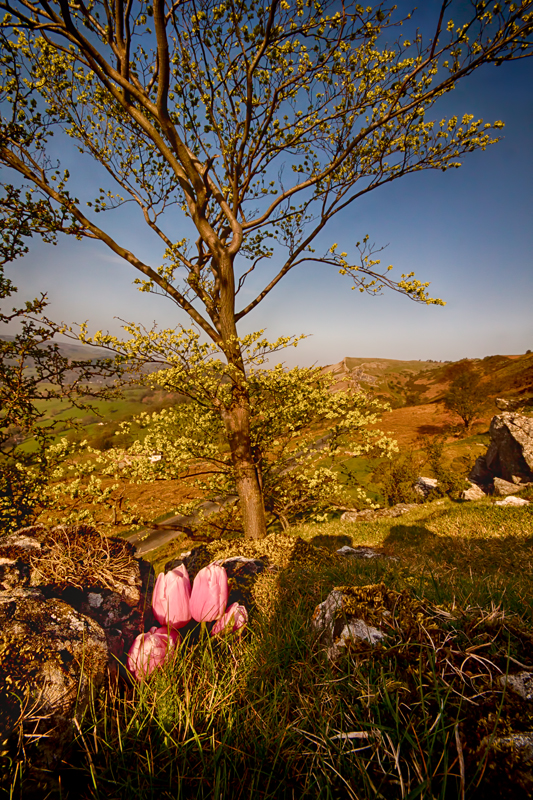 tulips in hiding