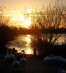 Sunset Swans by Kay-Johanna