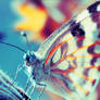 Butterfly. ..