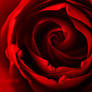 Red Rose . ..