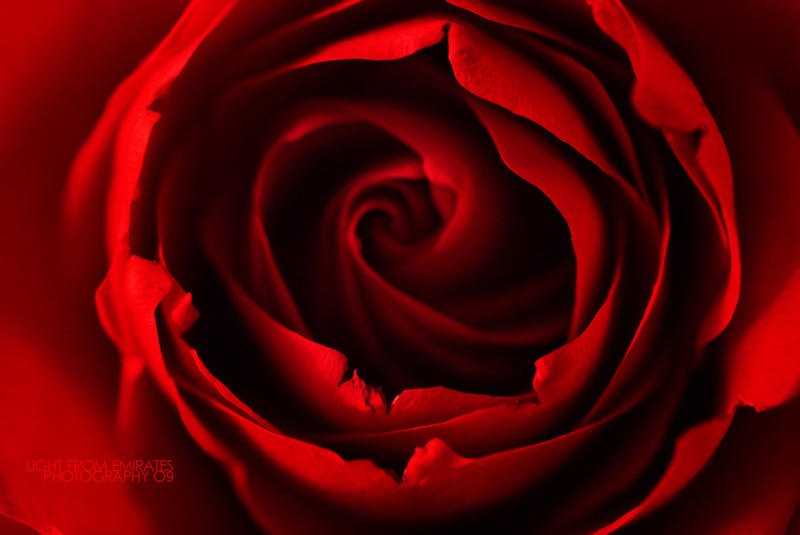 Red Rose . ..