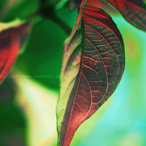 leaf . ..