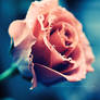 Pink rose. . ..