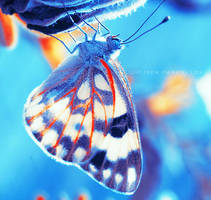 Butterfly II . . ..