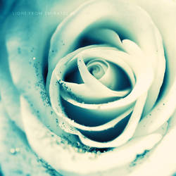 white rose . ..