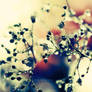 Baby's breath .. .