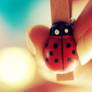 Ladybird . ..