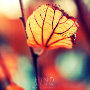 Colors of Autumn . ..