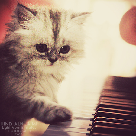 I will play the song for you..