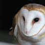 Meet Legacy the Barn Owl