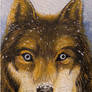 Snow Wolf (For Sale)