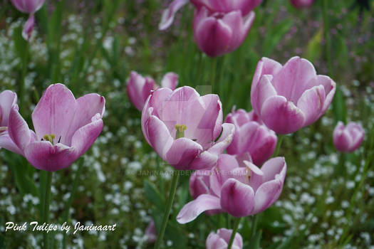 Pink Tulips