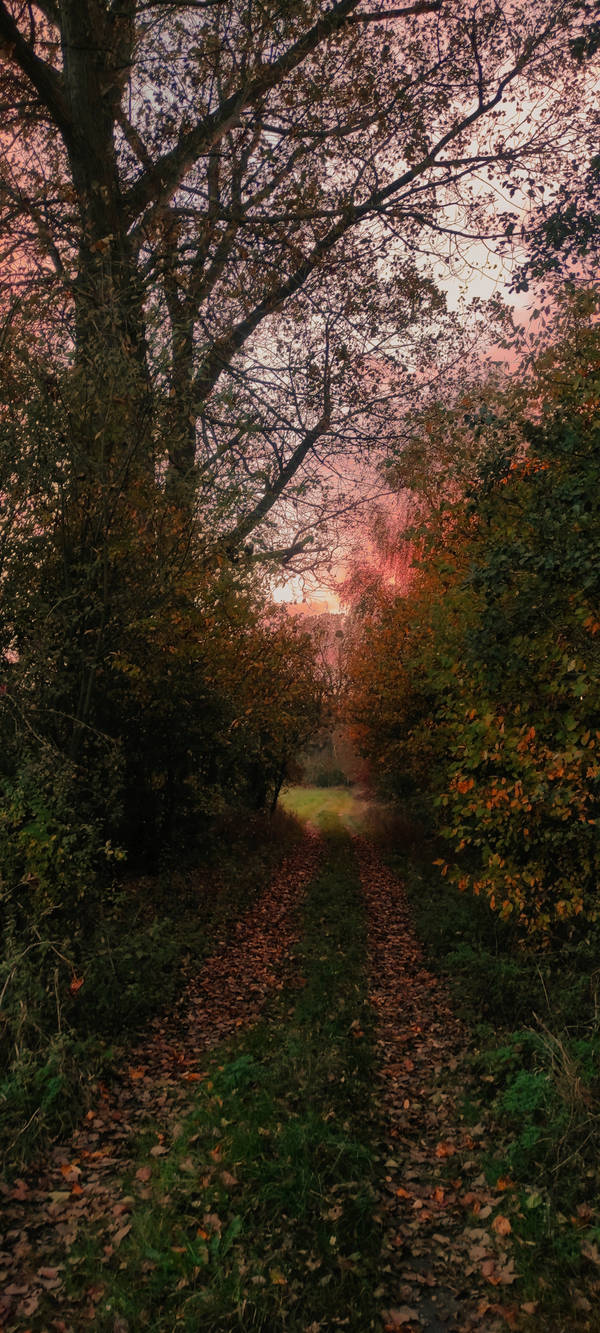 Autumn sunset walk by Janinaart on DeviantArt