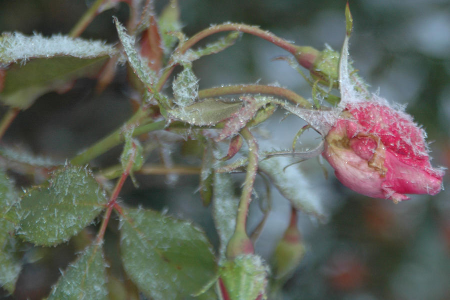 Droopy Rose by JordynAugust on DeviantArt