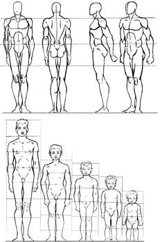 Male Anatomy Studie