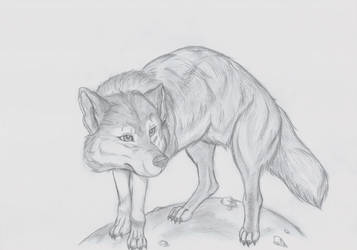 My first ''realistic'' wolf drawing.